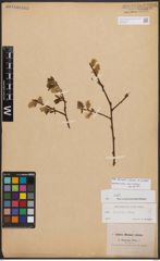 Salix bicolor Ehrh. ex Willd.